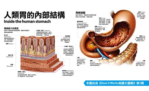 胃位置圖